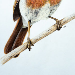 detail 1 of robin drawing
