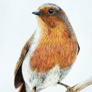 detail 2 of robin drawing