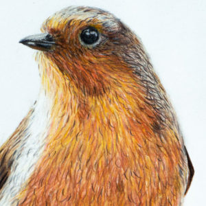 detail 3 of robin drawing
