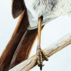 detail 4 of robin drawing