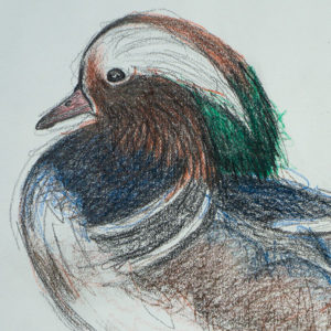 detail 1 of mandarin duck drawing