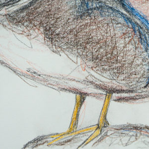 detail 2 of mandarin duck drawing