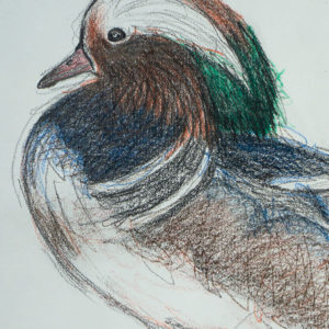 detail 4 of mandarin duck drawing